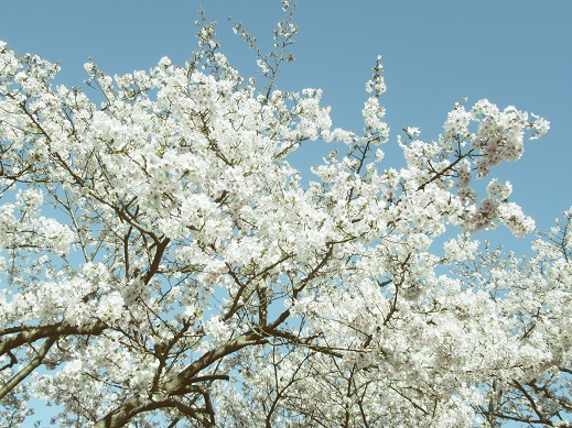 3月27日は桜の日
